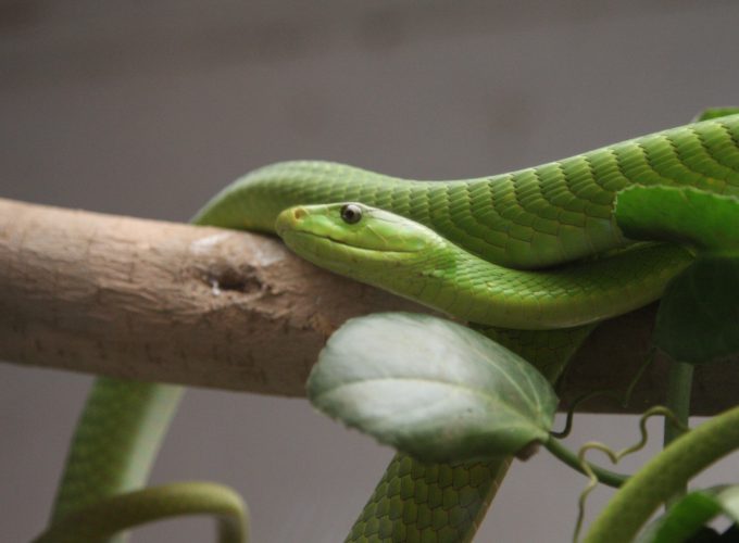 Wallpaper Green mamba, snake, leaves, New Orlean, LA, USA, zoo, travel, tourism, tree, Animals 262426238